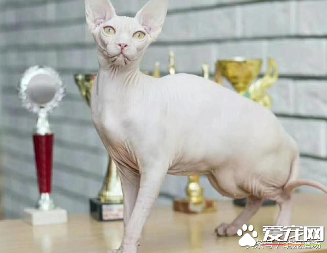 無毛貓是一種怎樣的存在？