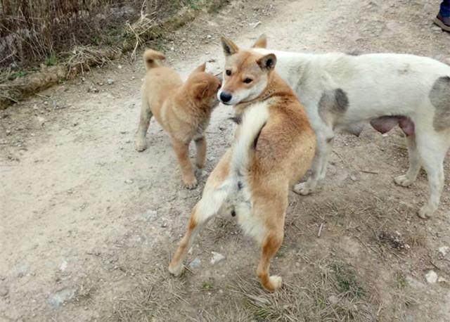 轉發：柴犬與大黃狗相似度頗高，為何身價與知名度卻相差甚遠？