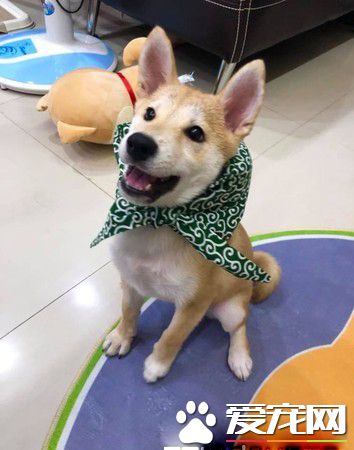 啊柴偷飛盤被當場抓包 變獨一無二的好柴拖