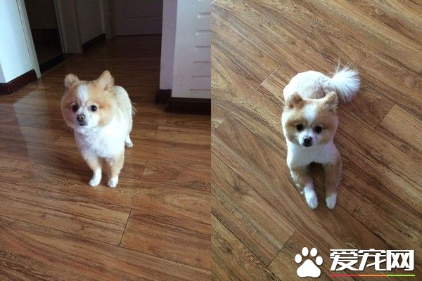 超有趣的博美狗 剃毛后氣到站立行走