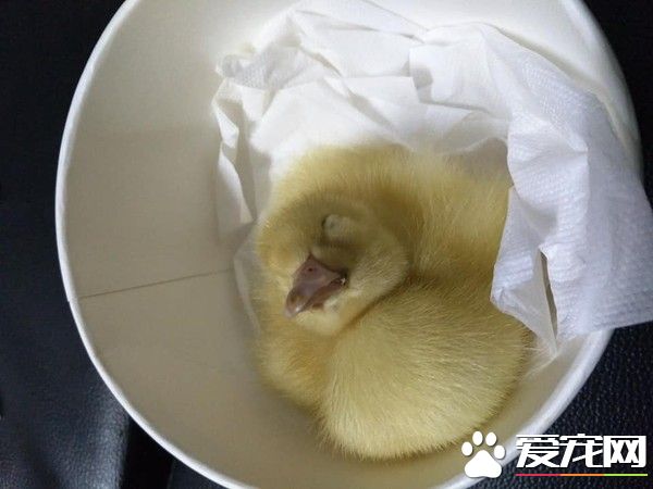 超萌浪浪小黃鴨 在街頭幸福被收編打包