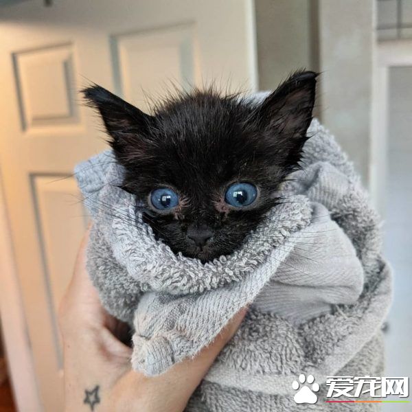 小黑貓因潮濕掉毛 新長毛后竟變身灰臉貓
