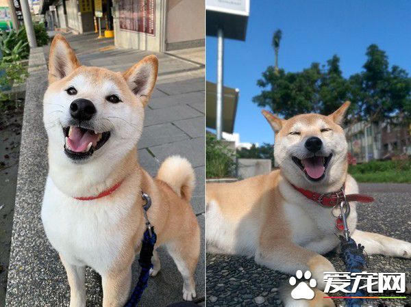 浪犬跳上機車求助 這一載便開啟了狗奴才生活