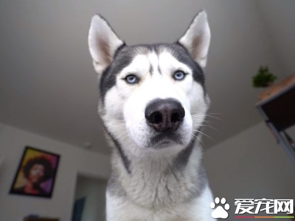 超萌哈士奇 每天早上各種眼神攻擊叫起床