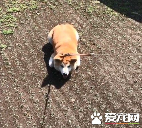 毛小孩也會耍賴！日本ins用戶po出愛犬柴柴照片網友熱議