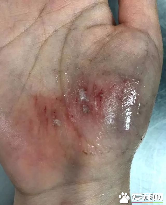 訓犬狗狗不配合已經不算事兒了，《奇兵神犬》張馨予訓犬都訓到哭了