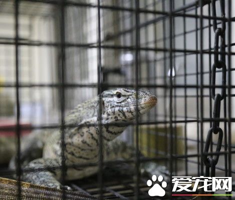 整理盆栽突冒1公尺尼羅巨蜥 保員捕抓差點被咬