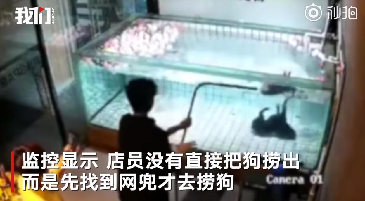心痛！法斗學游泳溺亡 主人在一邊卻不施以援手