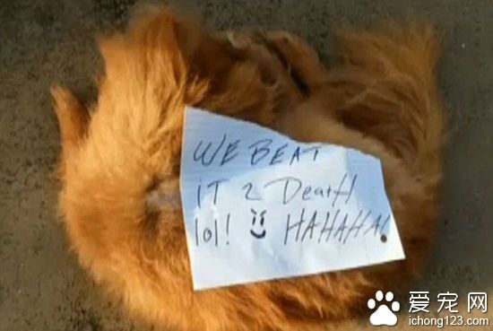 美國一寵物狗被毆打致死 尸體上被貼炫耀字條