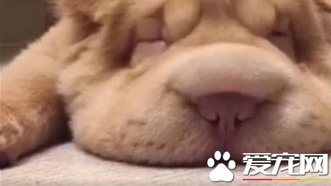 懶洋洋躺地板上 沙皮狗太無聊上下抖動自己的肉鼻