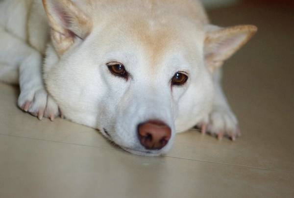 柴犬適合家庭養嗎