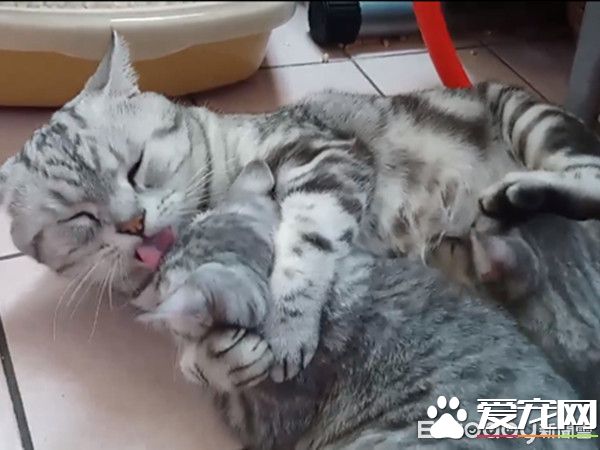 超級奶爸短毛<a href=/zhonglei/mao/ target=_blank class=infotextkey>貓</a> 父代母職舉腳耐心讓女兒喝奶