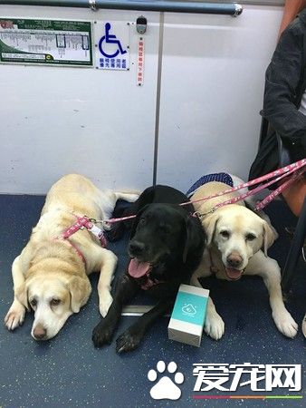 三黃金獵犬友善公交體驗 乘車好奇摸摸搶合照