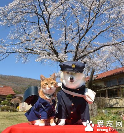 有愛的貓咪和它的好朋友柴犬環游日本之旅