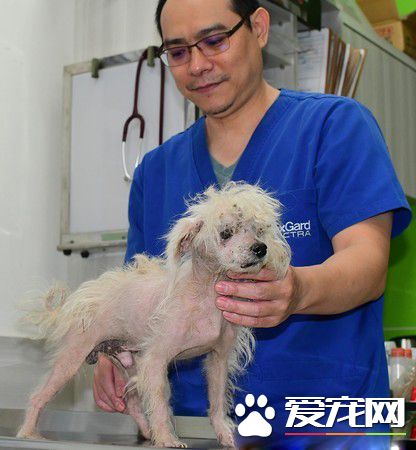 善心正妹凌晨援救抹布狗 掏百元鈔票感動哭志工