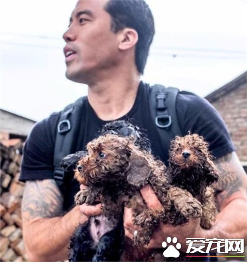 為防狗狗在狗肉節被吃 美籍華人掏11萬救400只狗