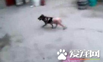 男子沸水烹煮活狗 手段殘忍令人發指