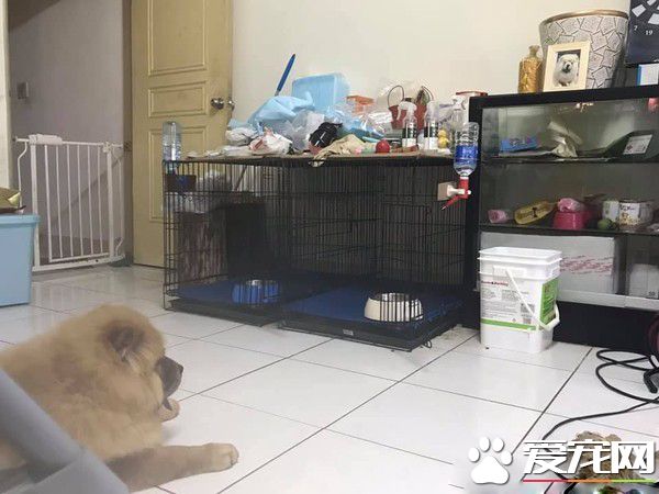 回家發現鬆獅弟弟趴著不動 搖動才驚覺全身僵硬了