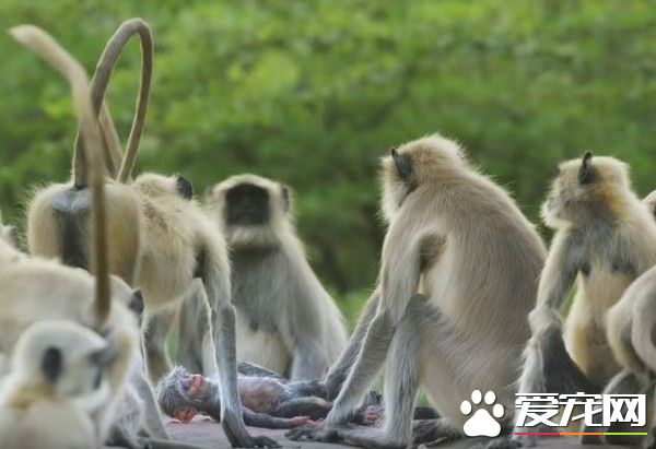 母猴不小心摔死機器猴寶寶 猴群竟圍繞它默哀