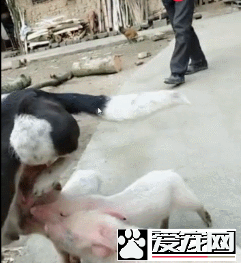小豬把狗狗當媽媽，搶著喝狗狗的奶，狗狗都無法拒絕！