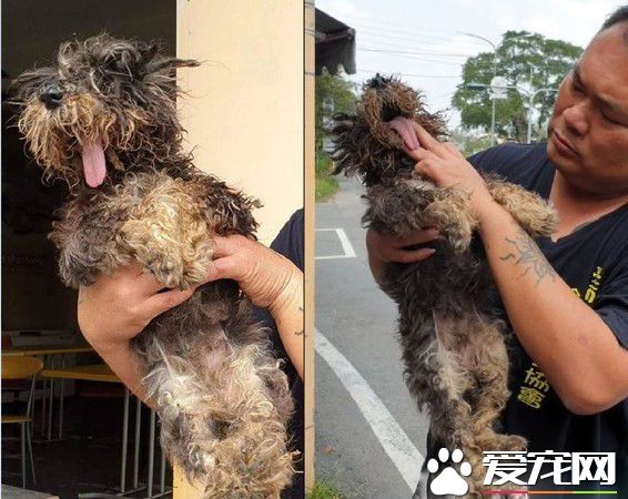 浪汪下顎斷裂腐爛 連吃進一顆飼料都是難事