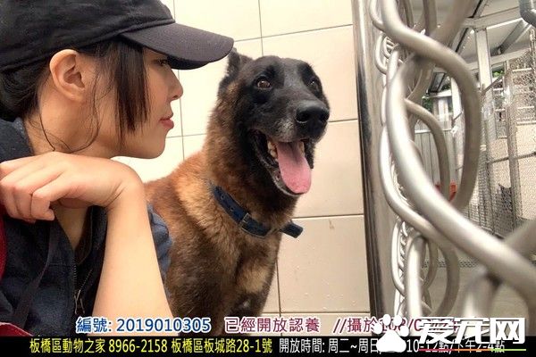 親人狼犬遭棄養在收容所 就算受傷仍然非常愛撒