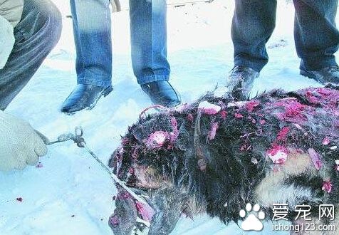 沒人性！男子碎尸前女友喂藏獒