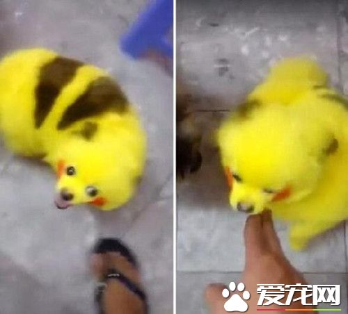 因喜愛pokemongo 小狗被染成皮卡丘