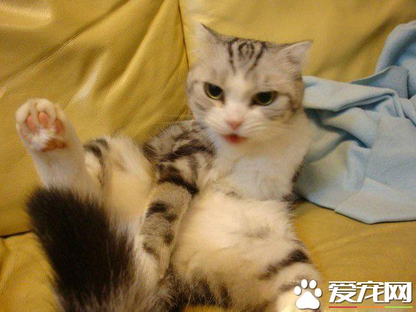 愛貓獻上死亡壁虎 怕它傷心爸爸假裝開心吃掉