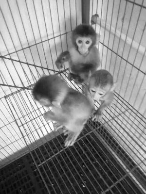 一只袖珍猴賣一萬二 猴子適合作為寵物飼養嗎