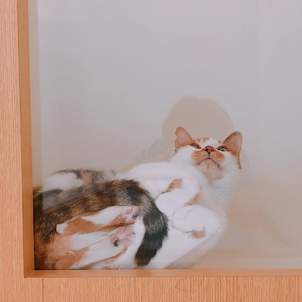 貓奴特制透明玻璃層板 主子超愛卻不知嫩爪被偷窺啦！