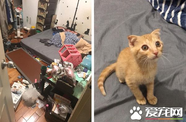 房間被貓咪炸彈炸過 兇手卻一旁賣乖超萌