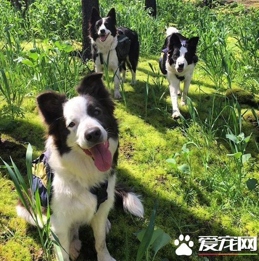 幫助生態復原 帶你見識一種新型態的工作犬