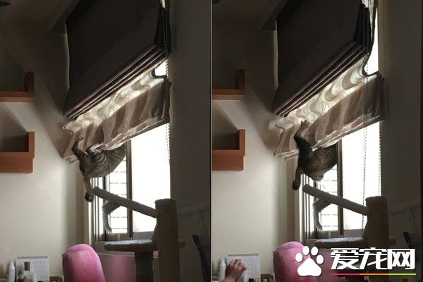 誰在里面？愛貓知道馬麻有寶貝后突然超溫柔