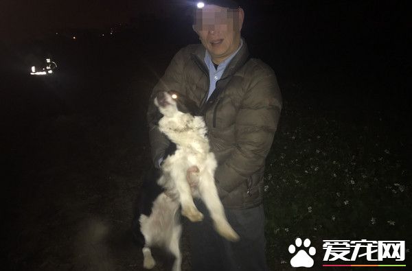 牧羊犬深夜離家出走 值班警察跳下田帶它回家