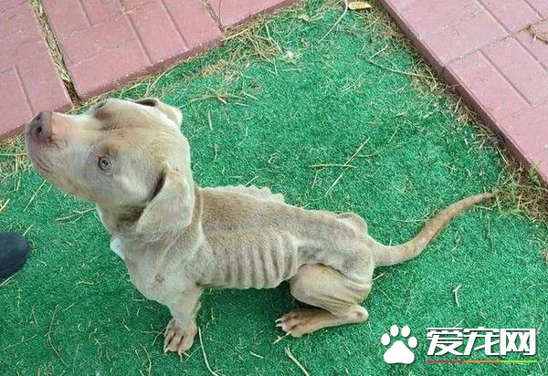 比特犬米克斯被關狗籠 餓到皮包骨幸得及時救援