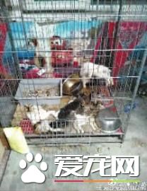 救助基地的籠中都是寵物尸體 救助還是斂財