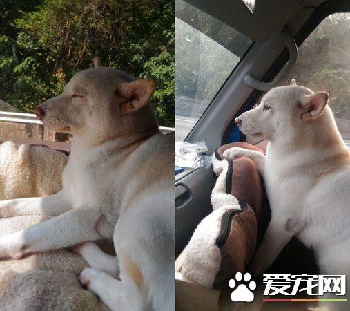 本汪才不是你養的！踩到地雷汪汪可是翻臉不認人的