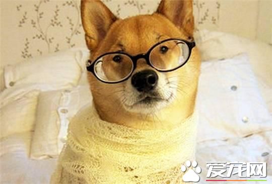 養柴犬的10個理由，99%的人看完都心動了！