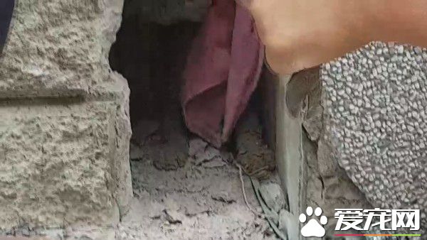 小貓翹家卡石縫內 屋主超佛心同意拆墻救貓