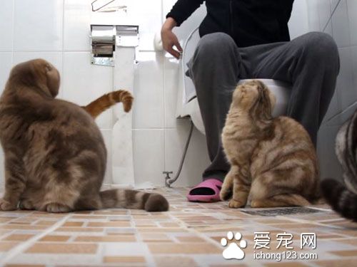 養貓之后就沒所謂的隱私權了！貓咪偷窺貓奴上廁所！
