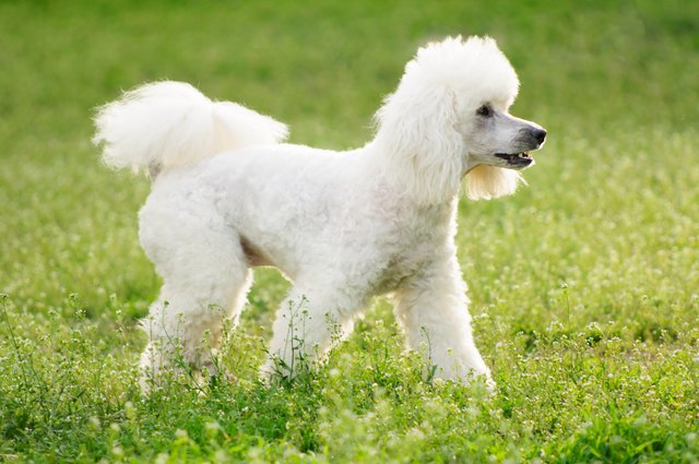 想要養只聽話的狗狗？ 頂級聽話犬種有這幾種