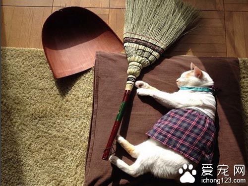 用心的貓奴愛替貓咪穿衣打扮 背后是奴才滿滿的愛！