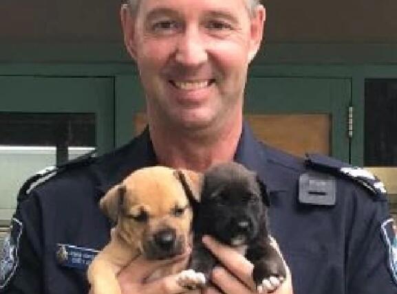 昆士蘭警察追罪犯時 意外發現兩只被困幼犬