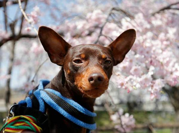 小鹿犬純不純種看什么