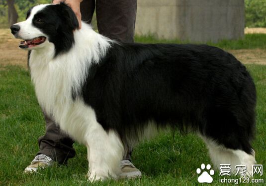 男子抱走路邊牧羊犬 狗狗價值10萬男子被拘