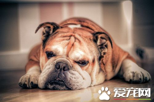 近親繁殖惡果 斗牛犬可能滅絕