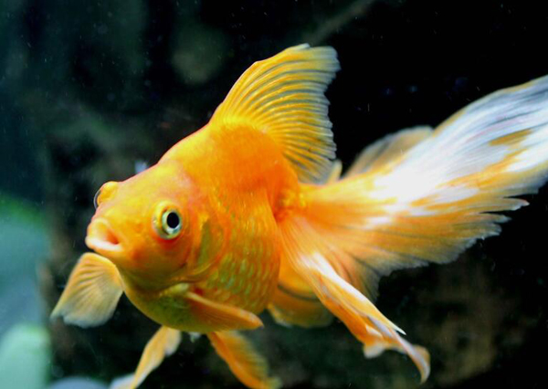 金魚尾巴上有白色疙瘩
