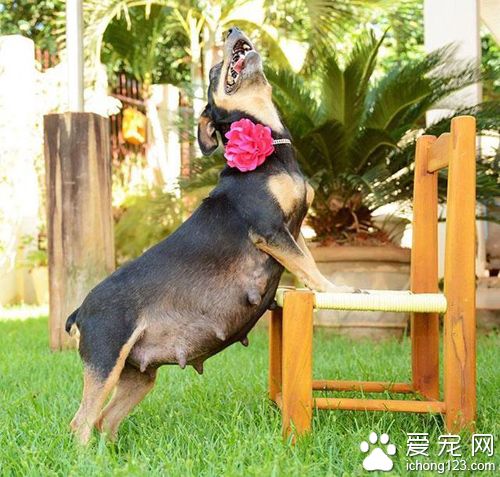 狗狗拍孕照擺出的超撩人姿勢秒殺人類孕婦