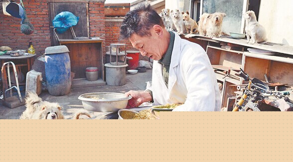 不計回報的老人給流浪狗提供了一個溫暖的家